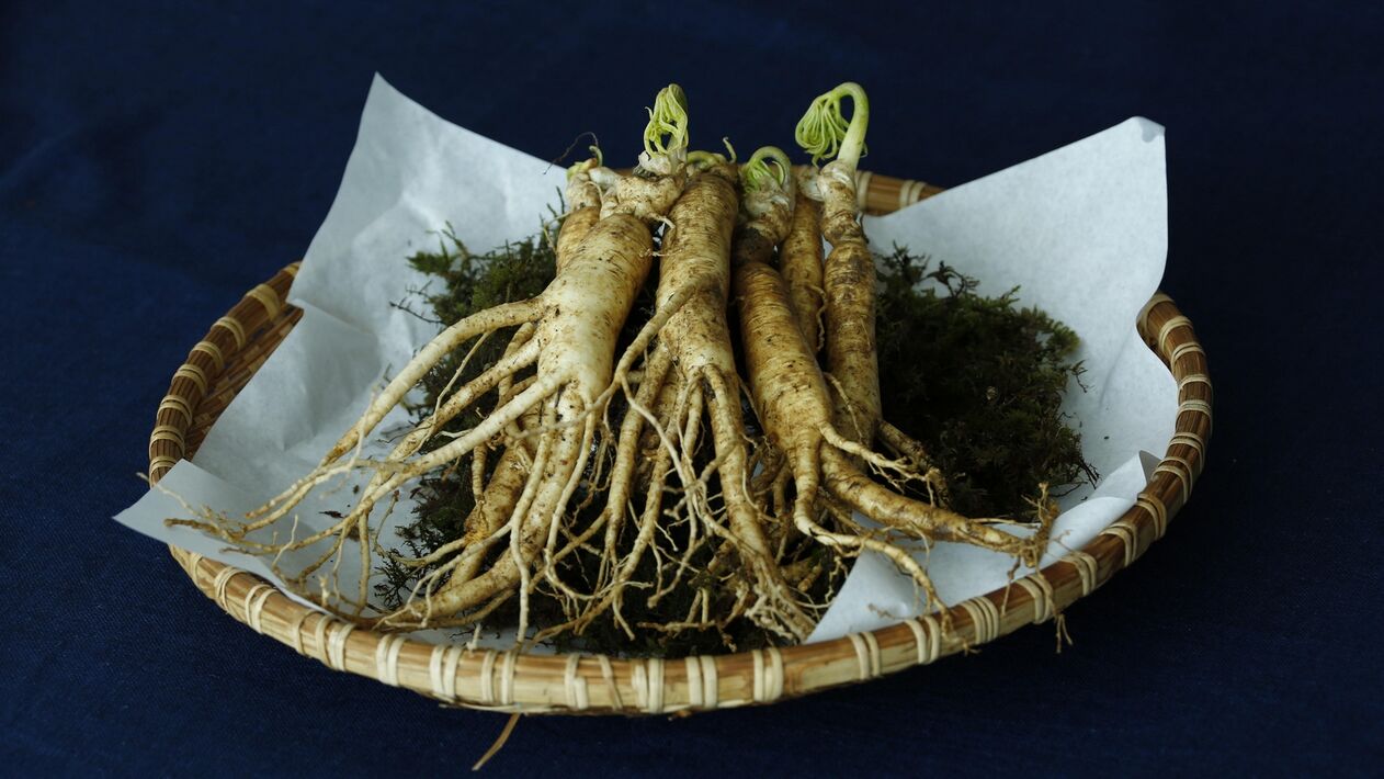 radice di ginseng per potenza